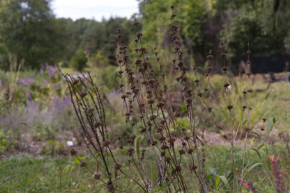 Phlomis tuberosa, commonly known as Jerusalum sage, seedheads in the fall garden. 