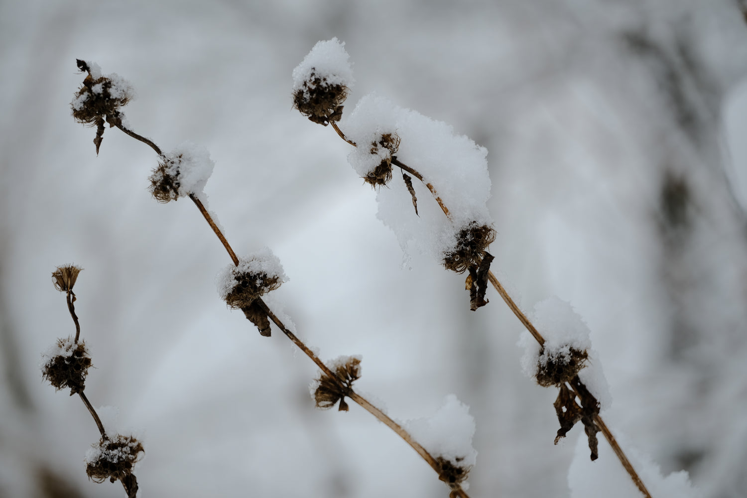 Phlomoides tuberosa