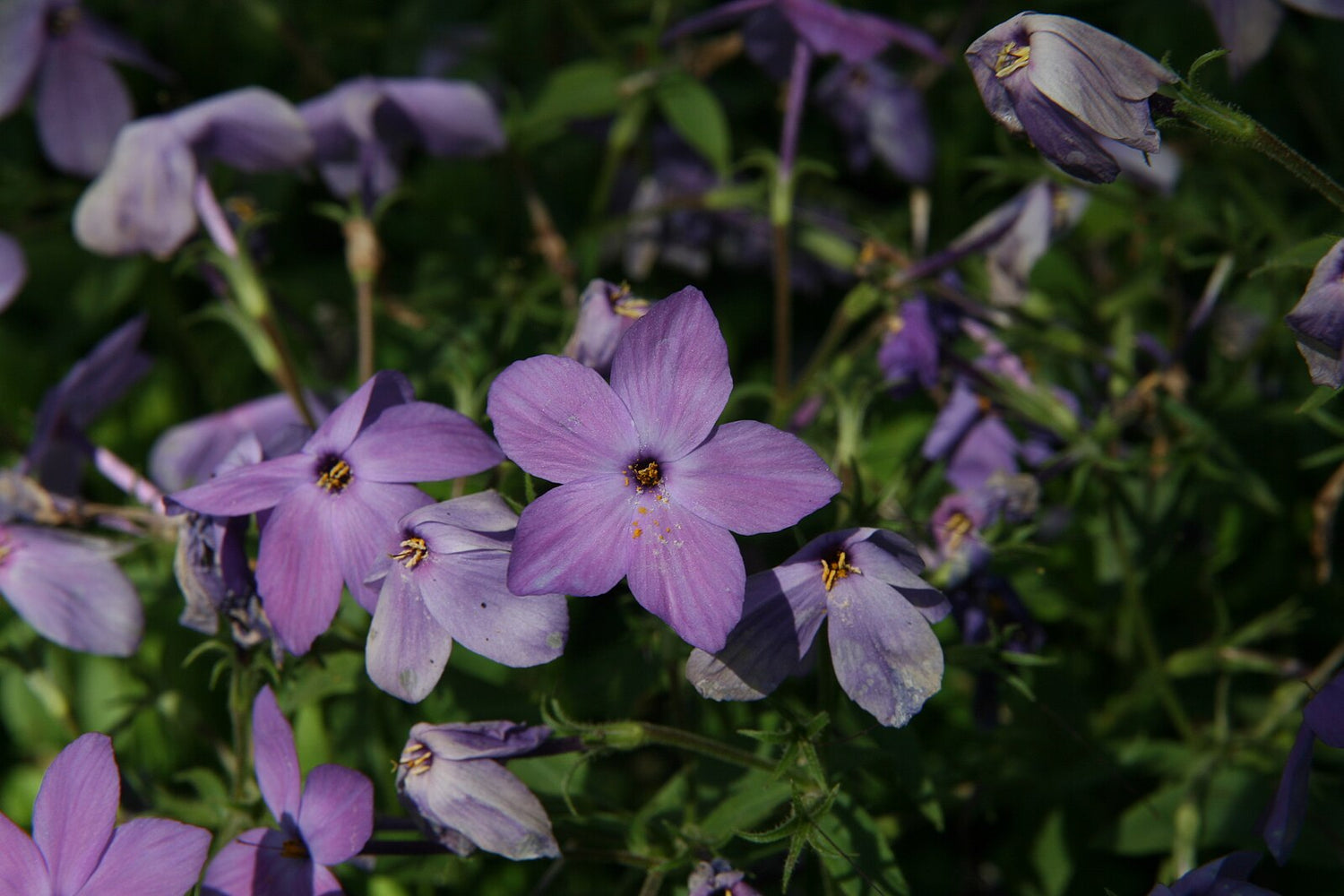 Phlox stolonifera &