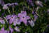 Phlox stolonifera &