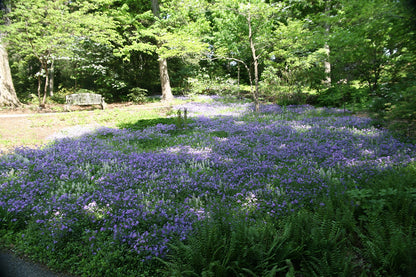 Phlox stolonifera &