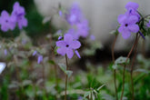 Phlox stolonifera &
