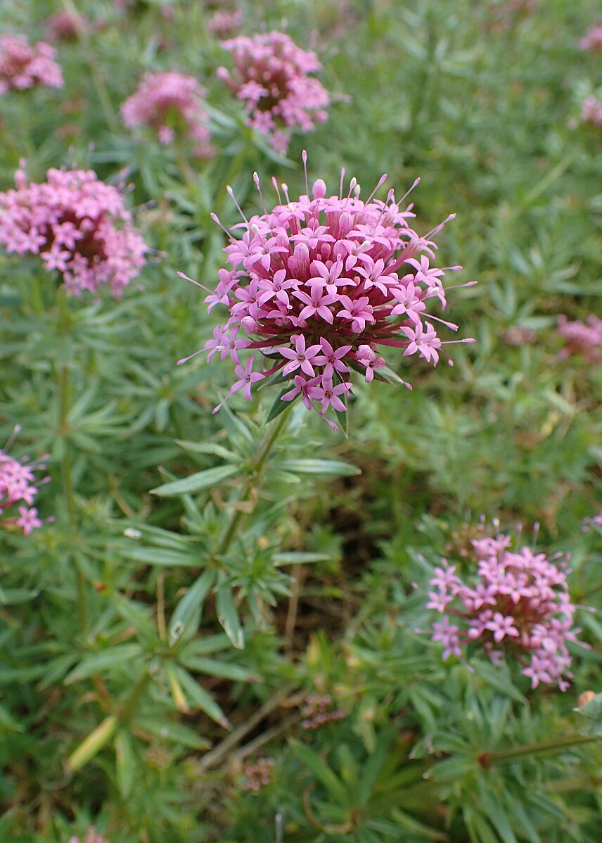 A close-up of pink flowers with a green leafy background, identified as Phuopsis stylosa or Caucasian crosswort.