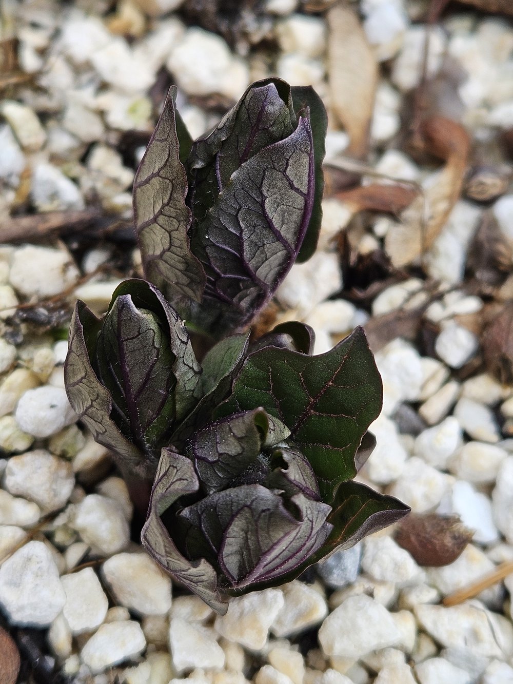 Physochlaina orientalis (Oriental henbane) spring emergence