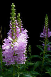 Physostegia virginiana &