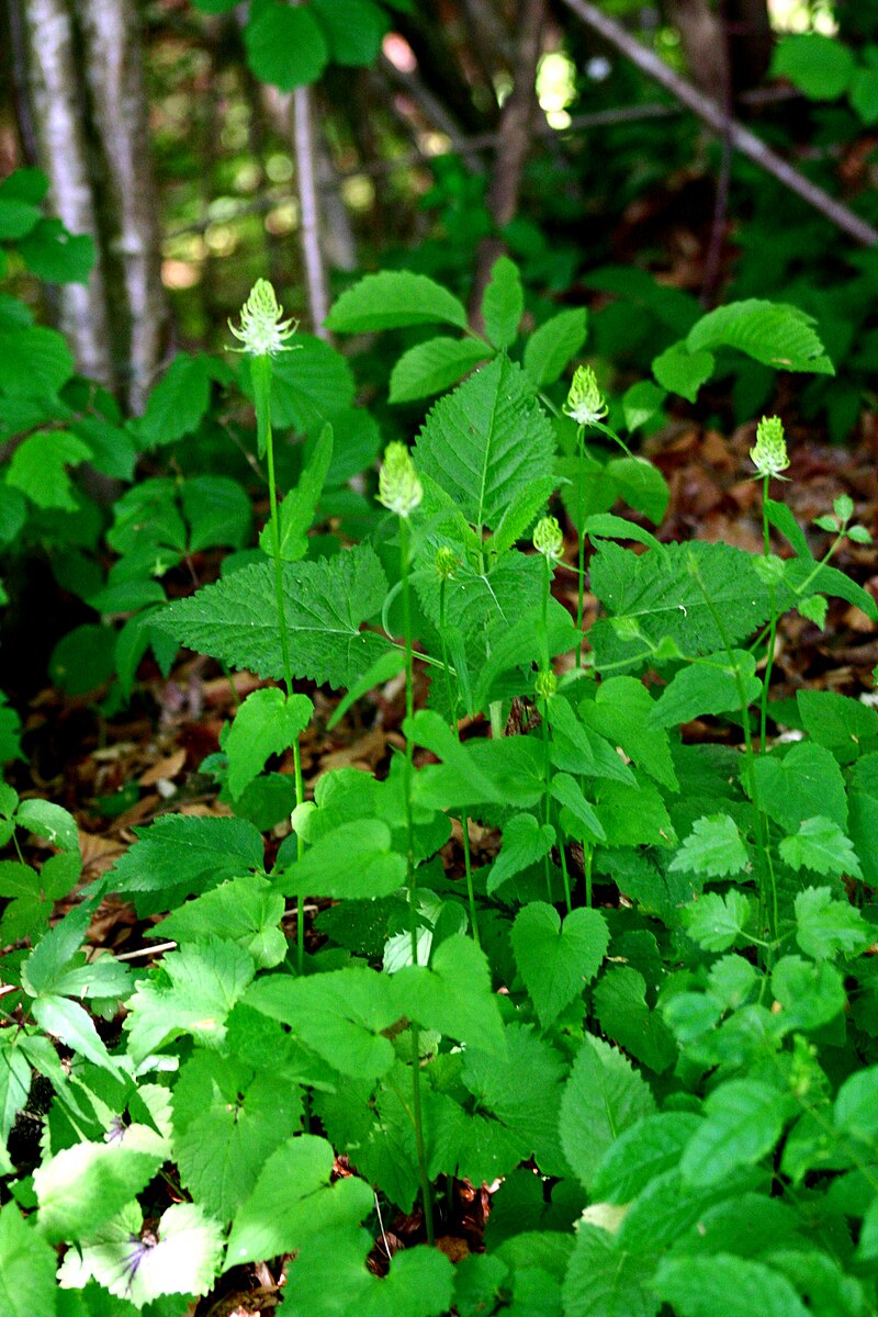 Phyteuma spicatum (spiked rampion) foliage