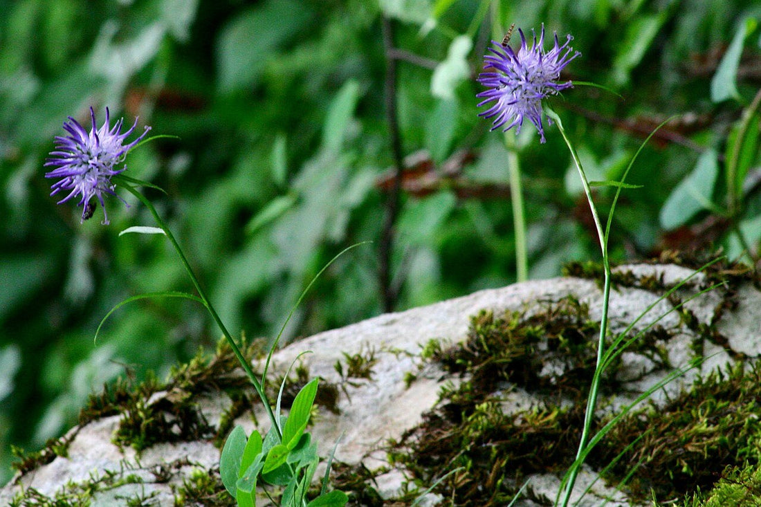 Phyteuma scheuchzeri (horned rampion)