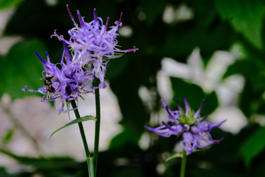Phyteuma scheuchzeri (horned rampion) purple-blue flowers