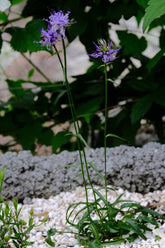 Phyteuma scheuchzeri (horned rampion) 