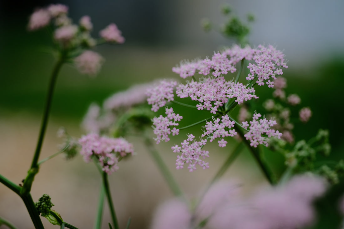 Pimpinella major &