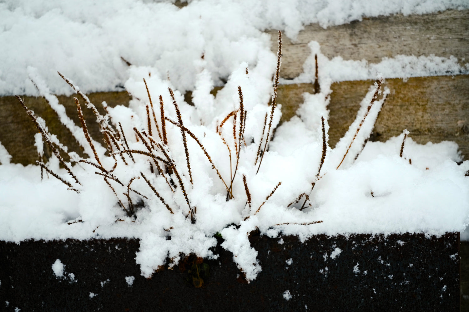 Plantago major Purple Perversion under snow cover