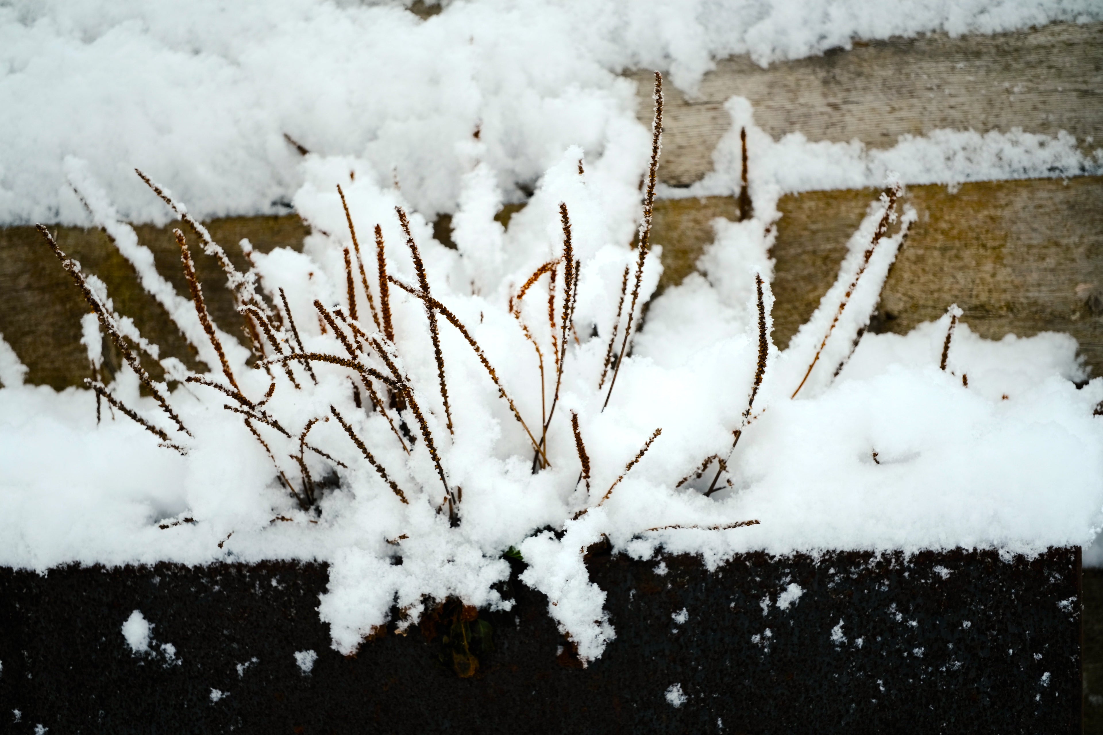 Plantago major Purple Perversion under snow cover