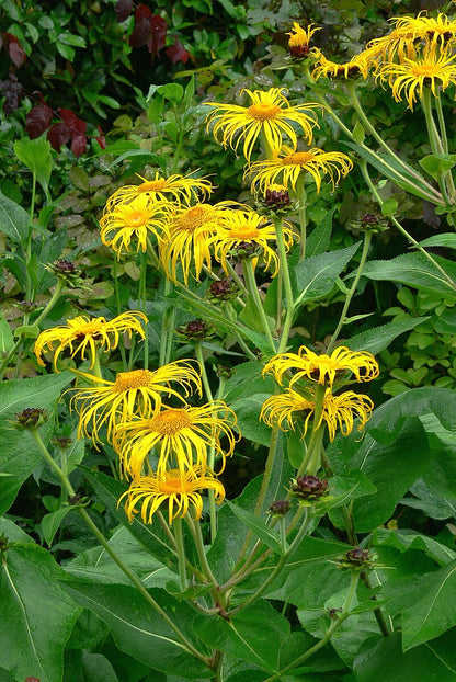 Inula magnifica (magnificent elecampane) flowers in the garden