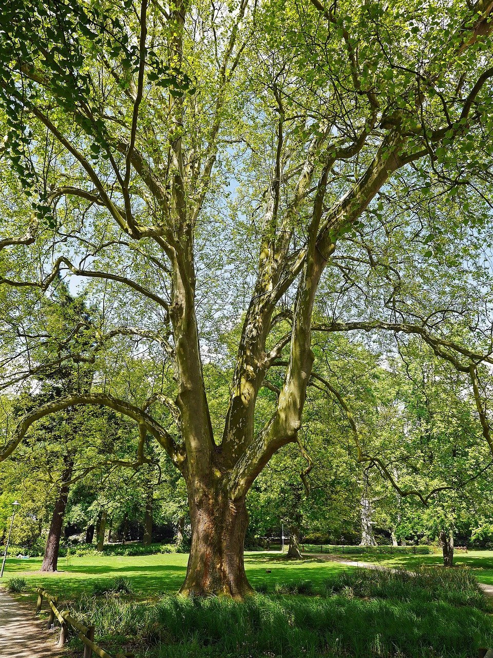 Platanus occidentalis (American sycamore) in park