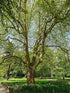 Platanus occidentalis (American sycamore) in park