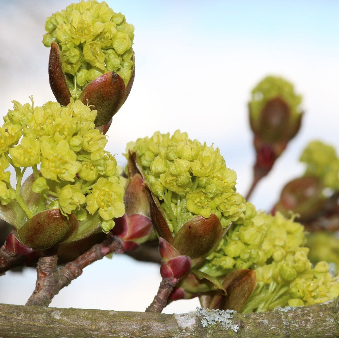 Platanus occidentalis (American sycamore) blooms