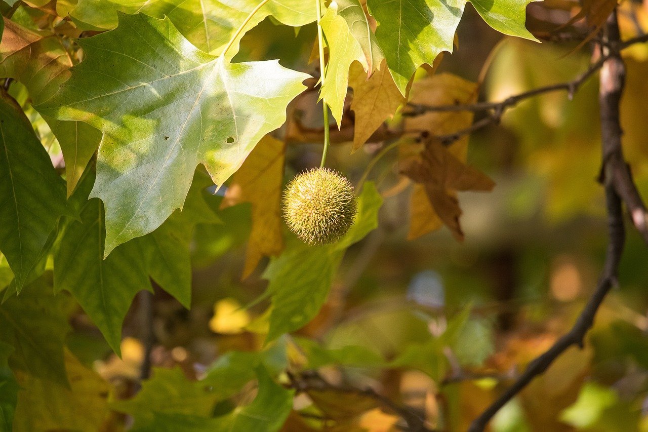 Platanus occidentalis (American sycamore) fruit