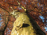 Platanus occidentalis (American sycamore) bark and autumn color