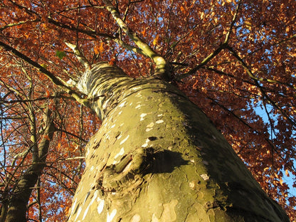 Platanus occidentalis