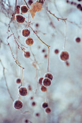 Platanus occidentalis (American sycamore) winter interest