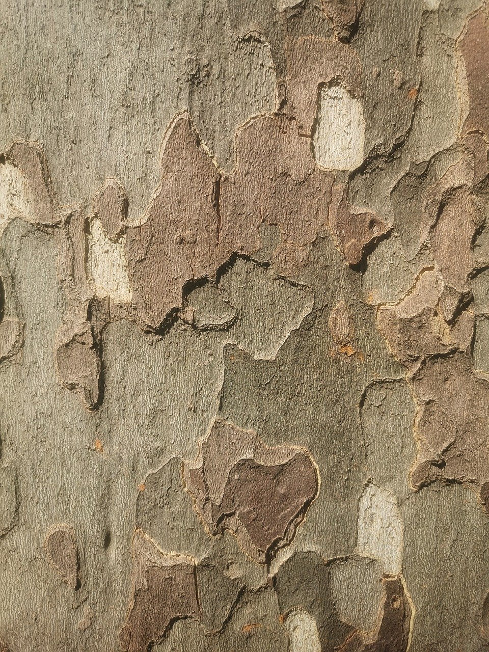 Platanus occidentalis (American sycamore) bark