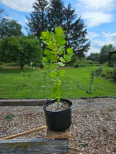 Platanus occidentalis (American sycamore) sale size at The Old Dairy Nursery