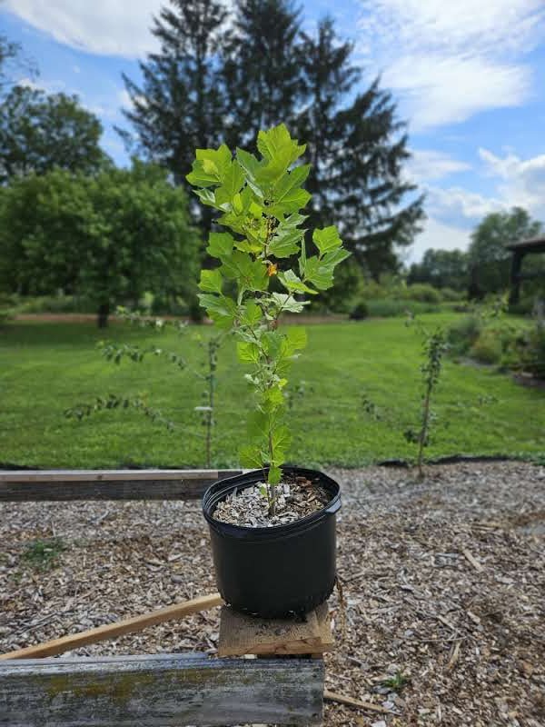 Platanus occidentalis (American sycamore) sale size at The Old Dairy Nursery