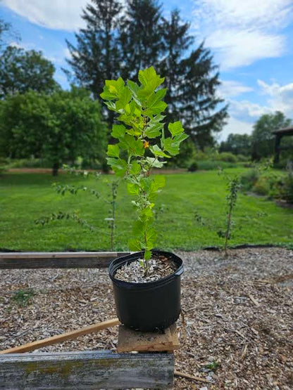 Platanus occidentalis