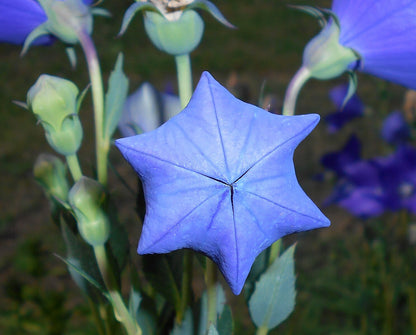 Blue star-shaped flower with green buds on a blurred natural background