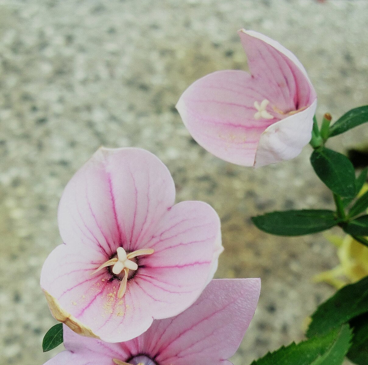 Close-up of pink Platycodon grandiflorus &