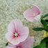Close-up of pink Platycodon grandiflorus &