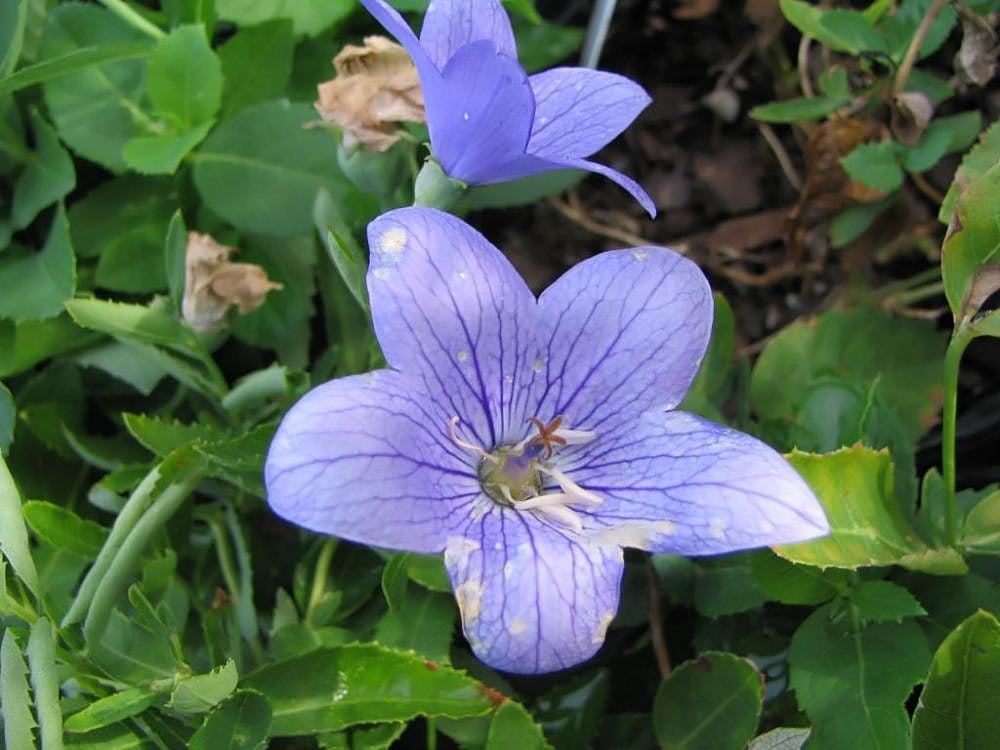 Purple Platycodon grandiflorus &