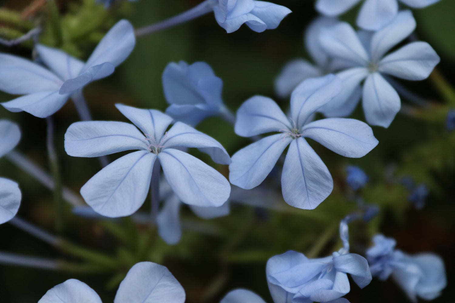 Blue flowers of Plumbago capensis, commonly known as cape plumbago. 
