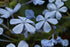 Blue flowers of Plumbago capensis, commonly known as cape plumbago. 