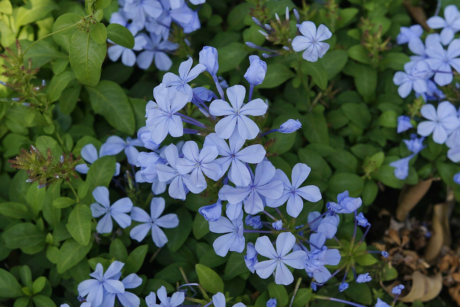 Close-up of blue Plumbago capensis, commonly known as cape plumbago. flowers with green leaves