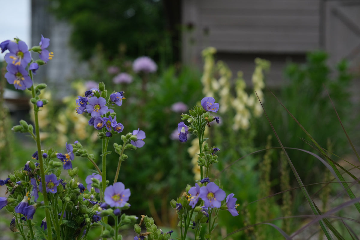 Polemonium boreale (Northern Jacob's ladder) blue-purple flowers in the garden