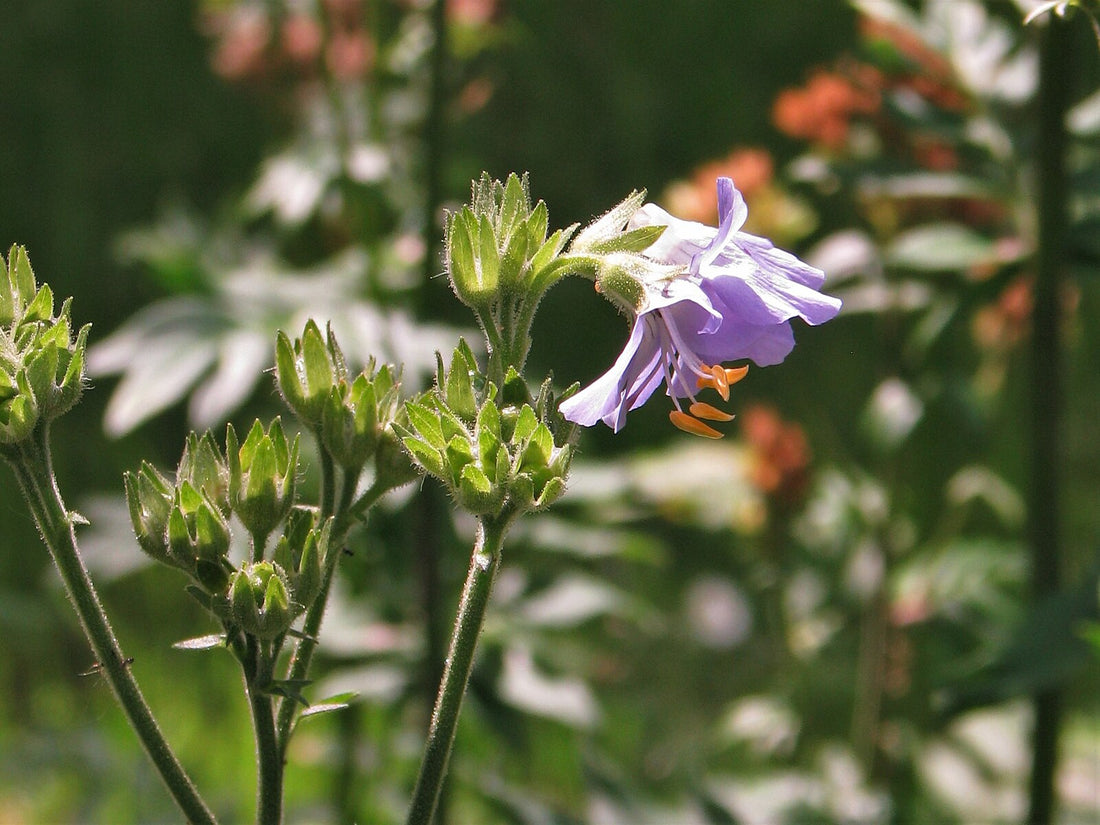Purple flower of Polemonium kiushianum with green leaves on a blurred natural background
