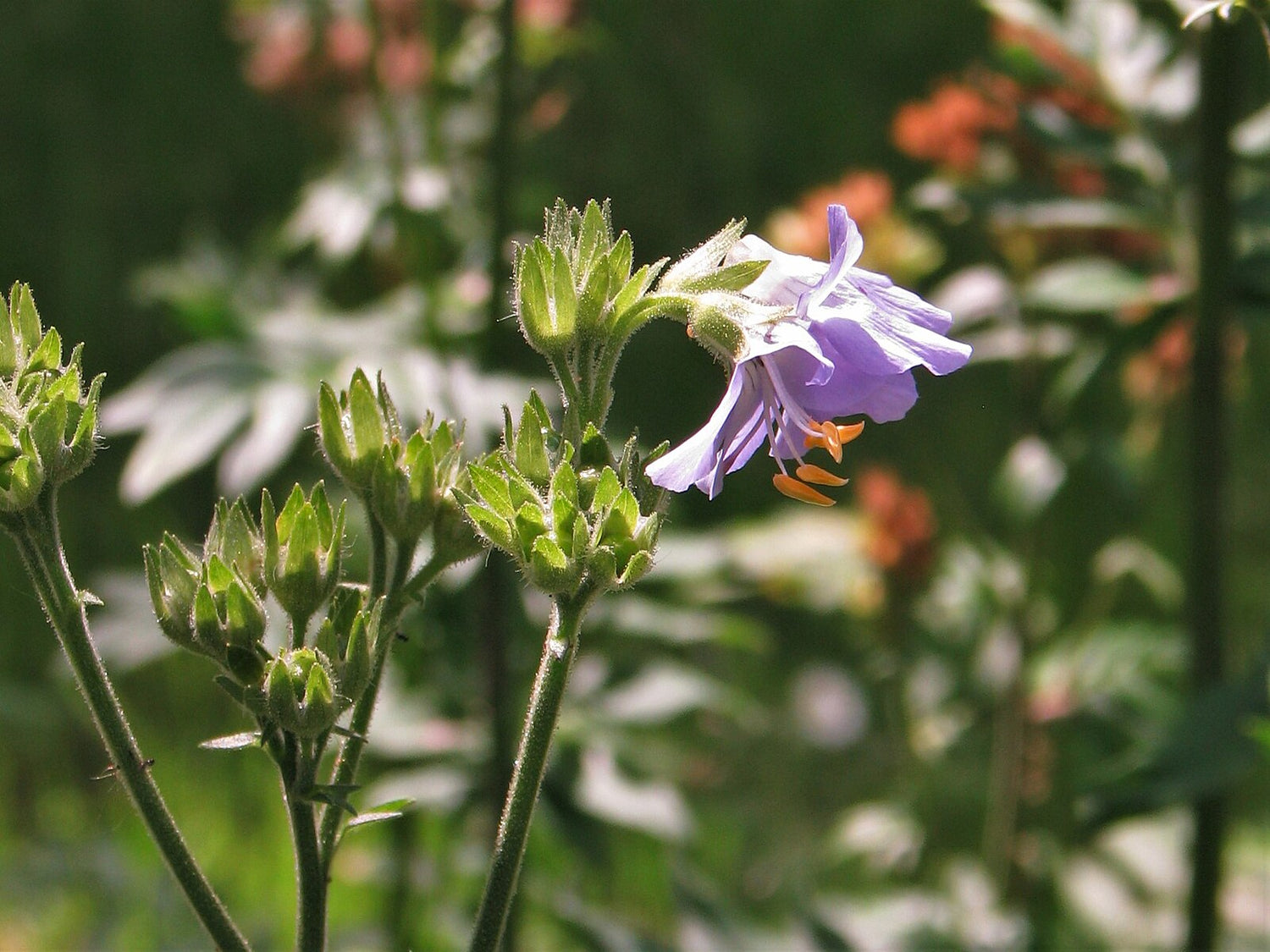 Purple flower of Polemonium kiushianum with green leaves on a blurred natural background