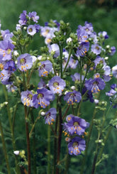 Polemonium boreale (Northern Jacob&