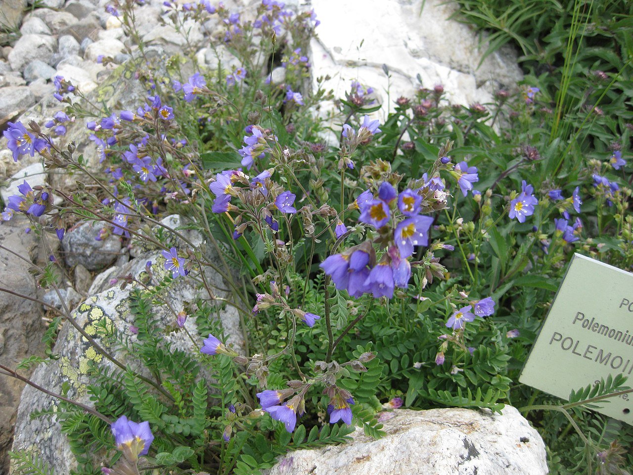 Polemonium boreale (Northern Jacob&