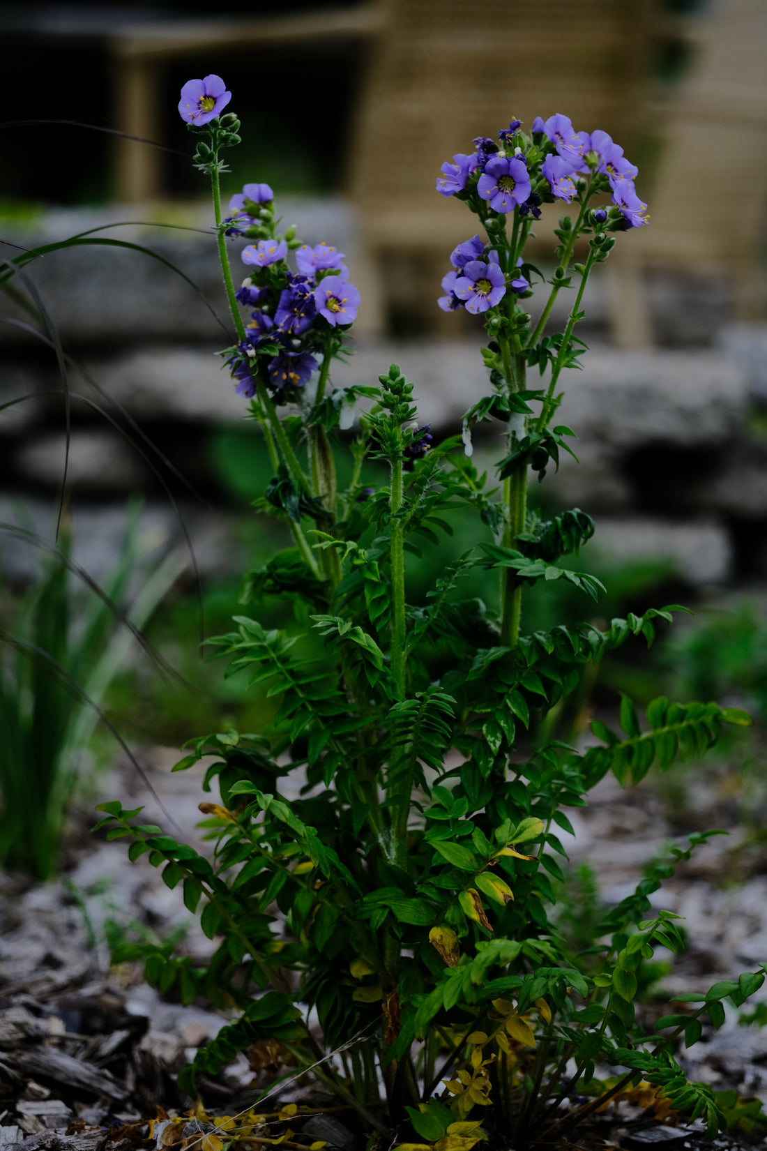 Polemonium boreale | Northern Jacob&