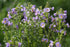 Purple Polemonium boreale flowers with green stems and leaves on a blurred green background