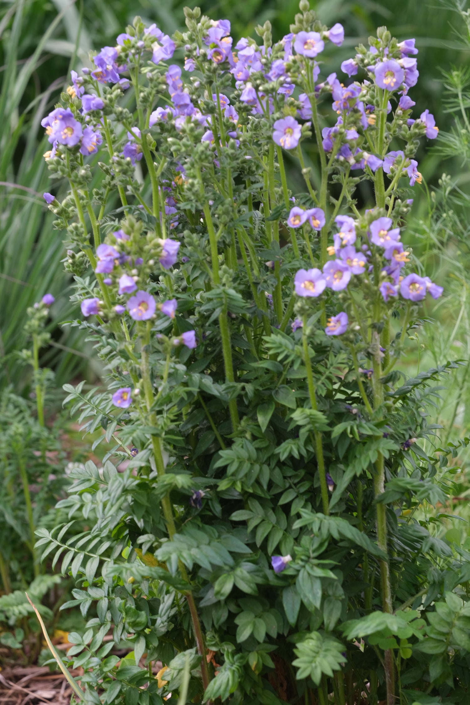 Purple Polemonium boreale flowers with green leaves on a natural background