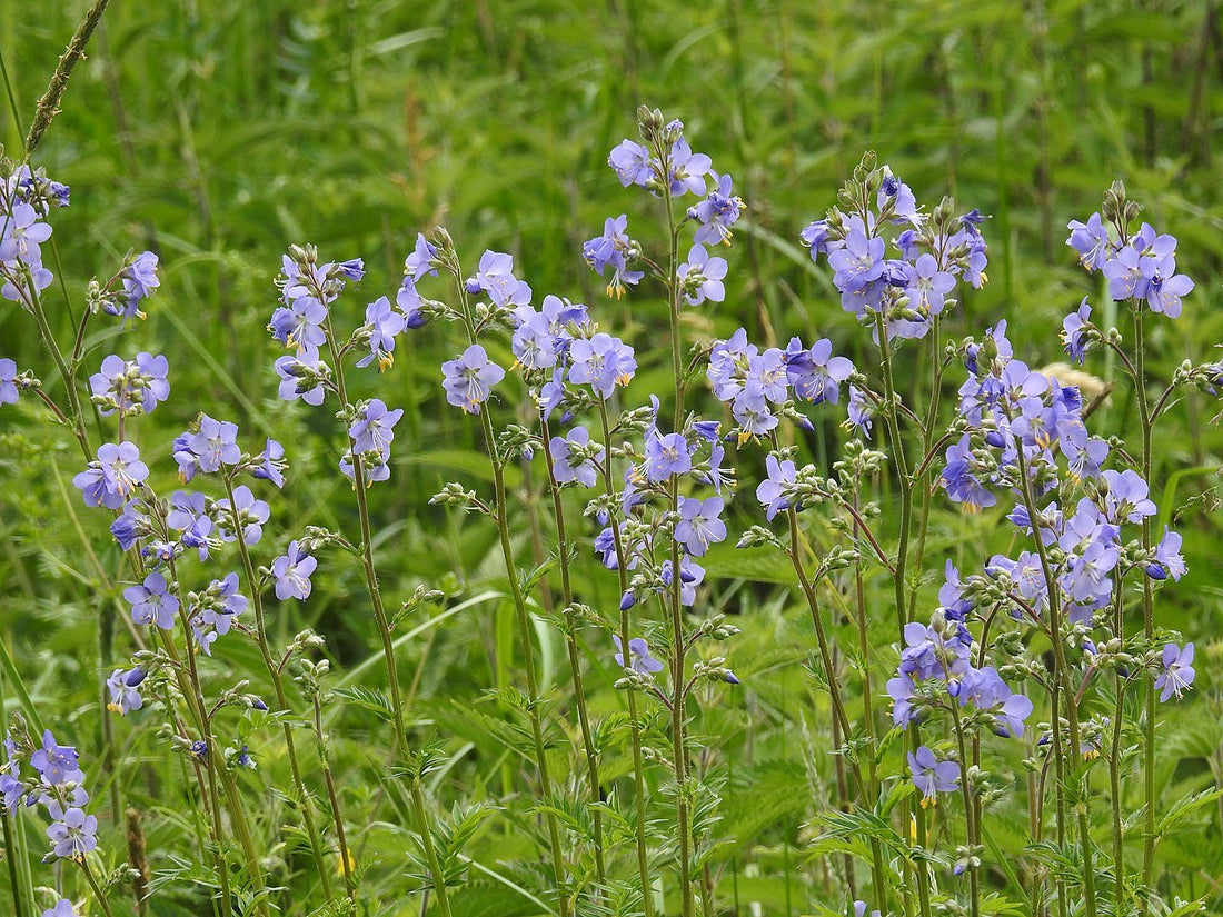 Polemonium caeruleum (Jacob&