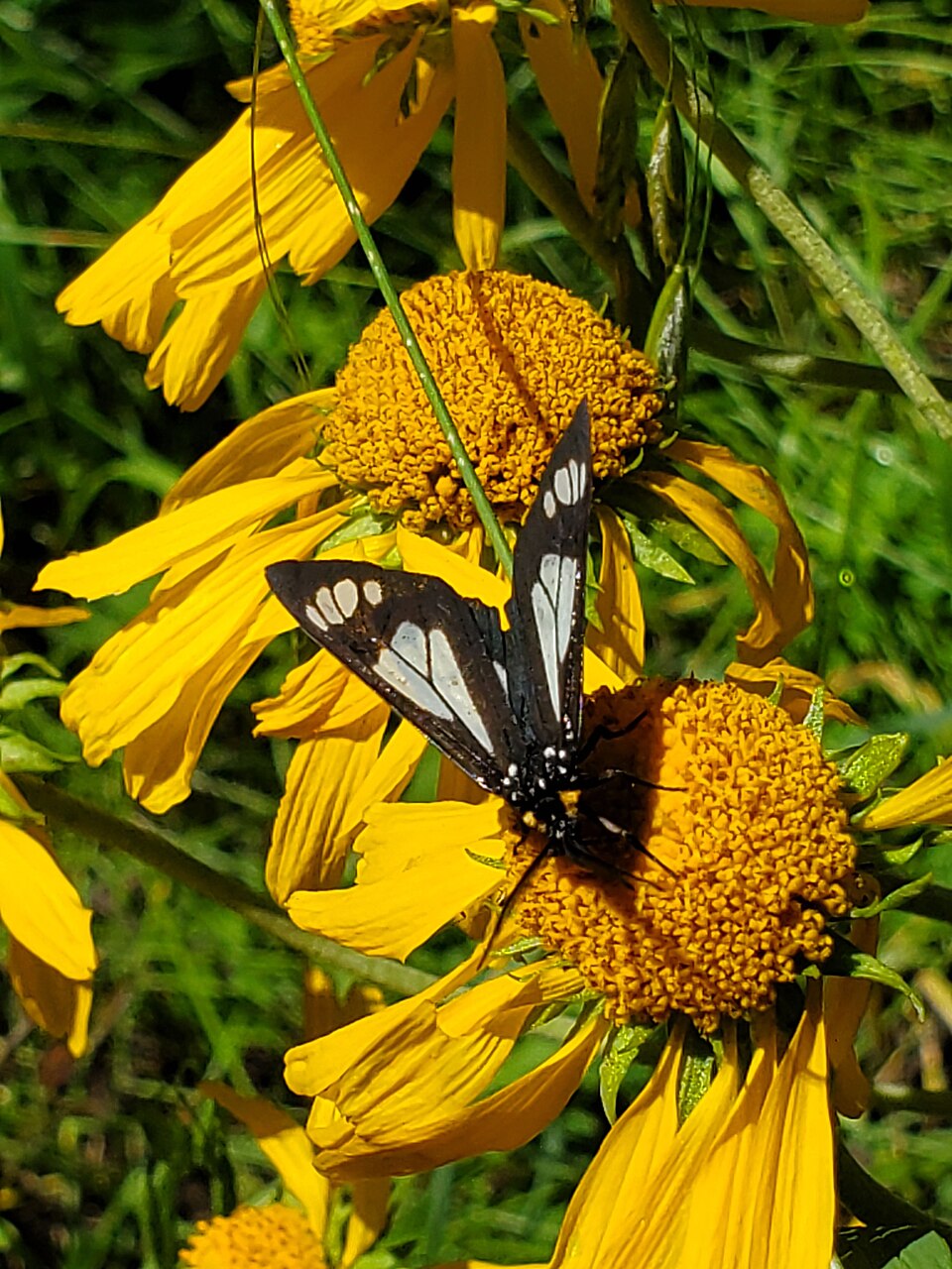 Butterfly on a yellow Helenium hoopesii, commonly known as orange sneezeweed, flower with a blurred green background