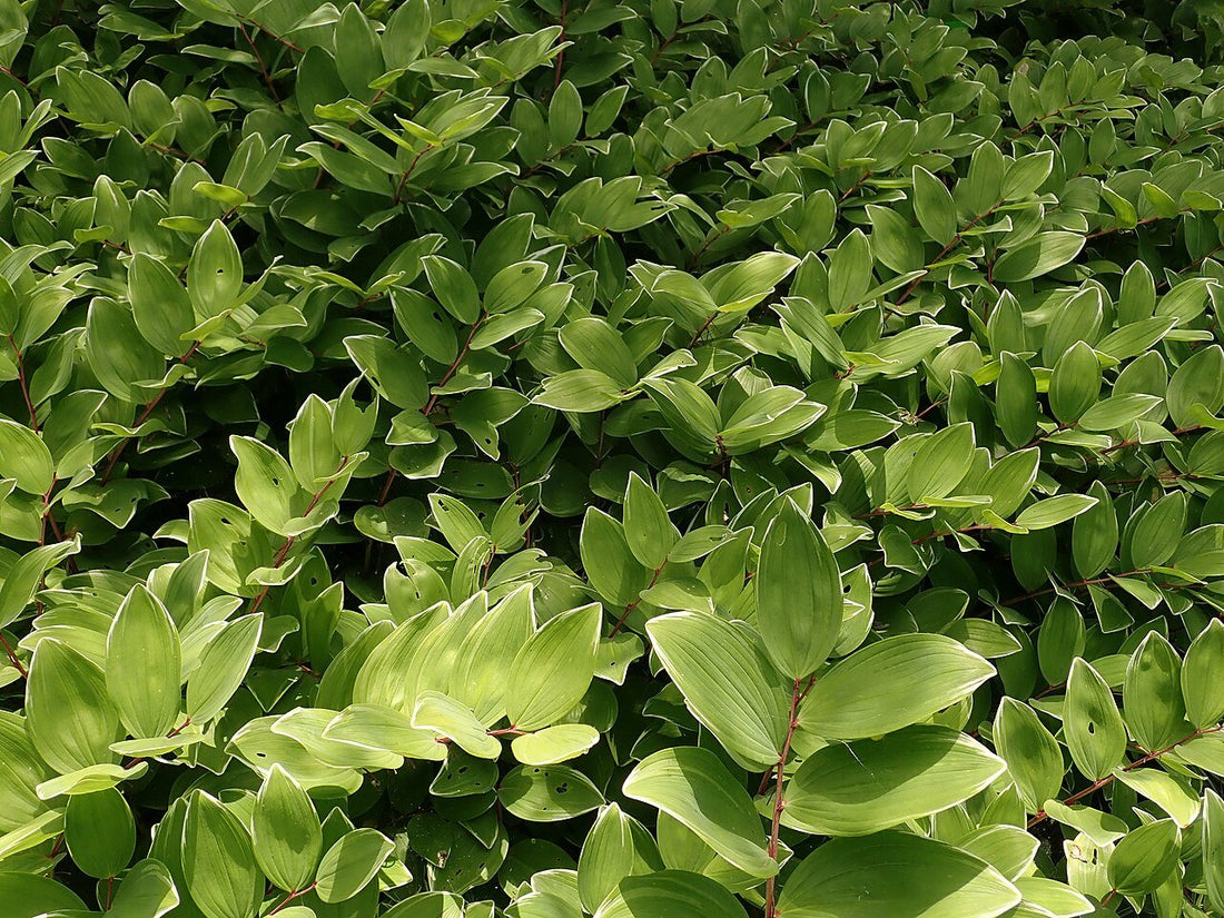 Polygonatum falcatum (Solomon&