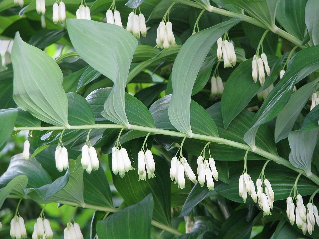 Polygonatum multiflorum (common Solomon's seal) flowers