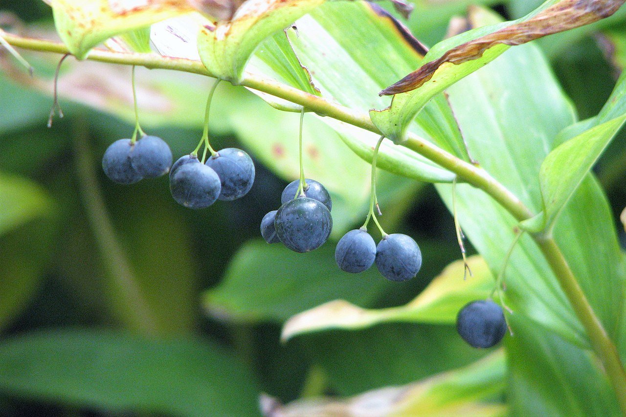 Polygonatum multiflorum (common Solomon's seal) berries