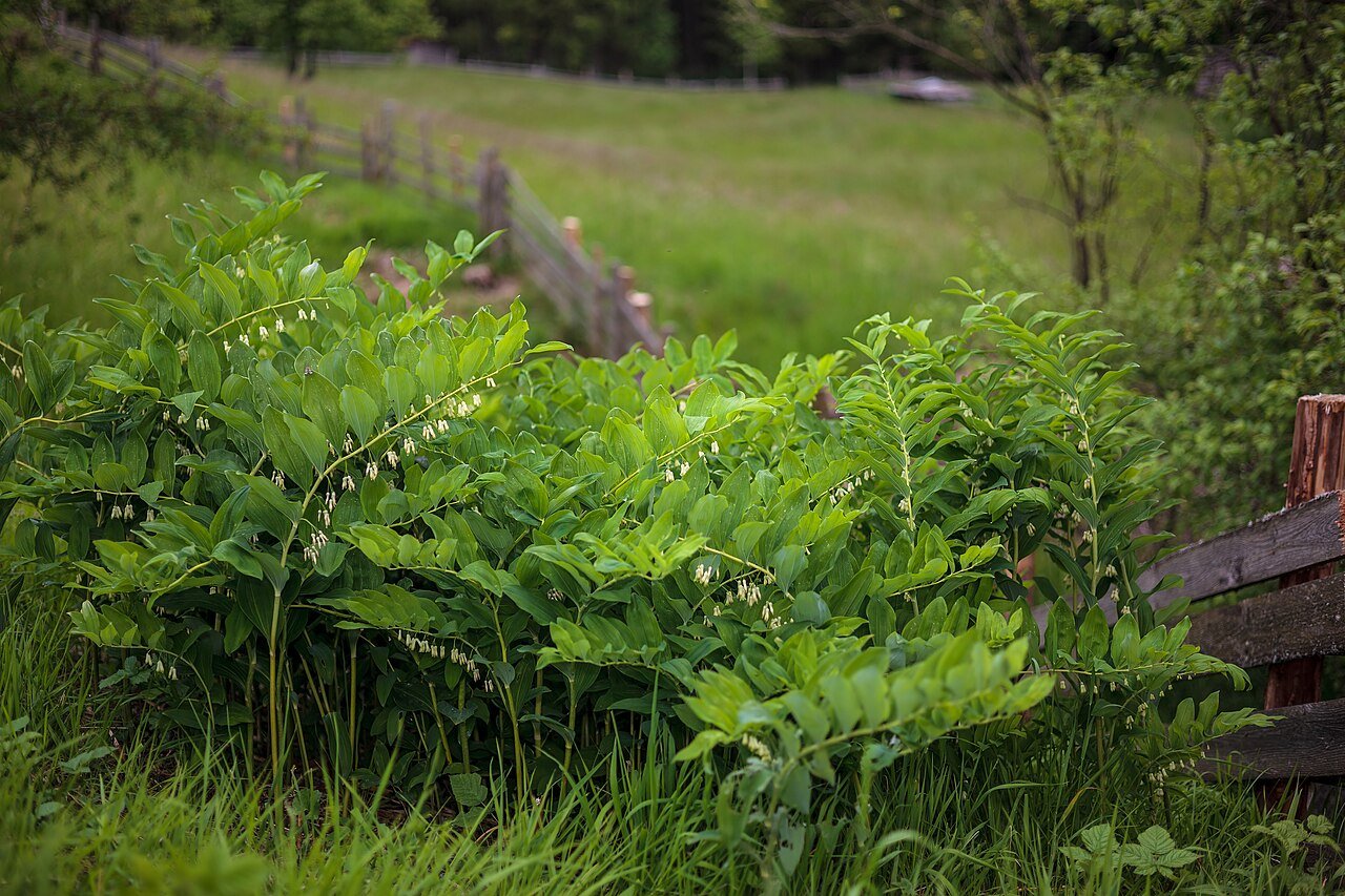 Polygonatum multiflorum (common Solomon's seal) in garden