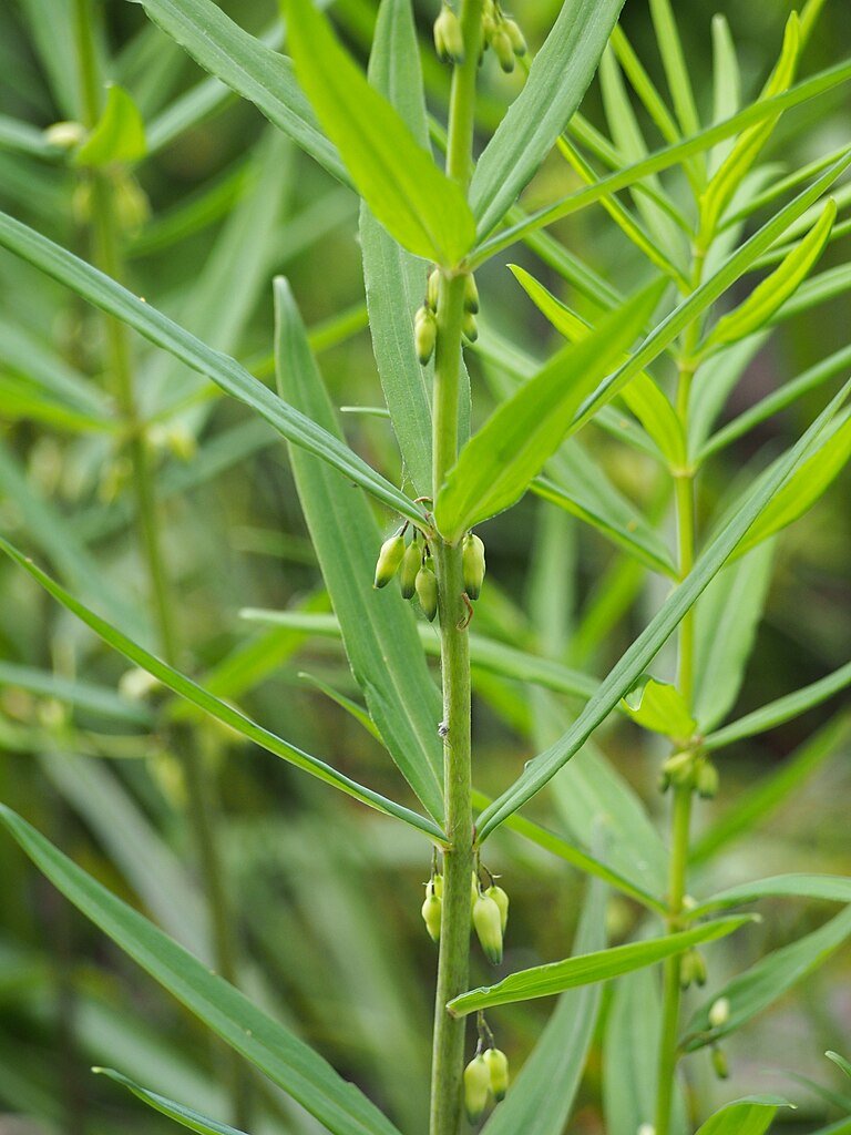 Polygonatum verticillatum (whorled Solomon&